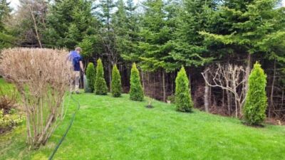 planting of shrubs in Mount Pearl